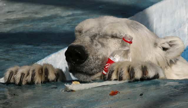 Aurora, a three-year-old female polar bear, plays with a plastic bottle in a pool in its new open air cage at the Royev Ruchey zoo on the suburbs of Russia's Siberian city of Krasnoyarsk. Aurora and her sister, Victoria, were found without their mother in Russia's Taymyr Peninsula on the Arctic Ocean coast in May 2010, and were later brought to the zoo in Krasnoyarsk. A zookeeper is planning to encourage breeding between Aurora and Felix, a male polar bear who was also found on the wildlife Russian Arctic Wrangel Island, a zoo representative said. (Photo by Ilya Naymushin/Reuters)