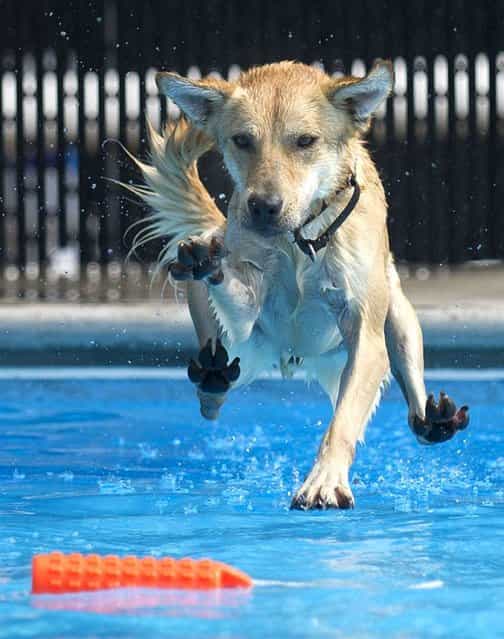 Pluto is about to make a splash during Doggie Dip Day at Inskip Pool in Knoxville, Tenn., on September 8, 2013. (Photo by Adam Lau/Knoxville News Sentinel via AP)