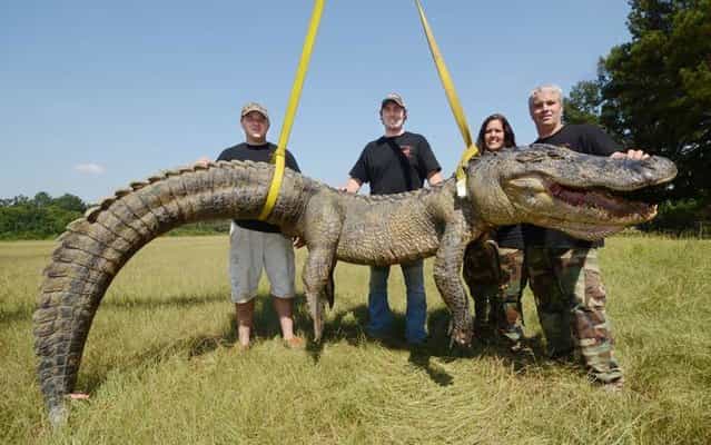 Jimmy Greer, of Canton, Dalco Turner, of Gluckstadt, and Jennifer Ratcliff and John Ratcliff, of Canton, pose by their record setting catch, a 741.5-pound (336.4 kg) male alligator, caught Sunday morning, September 8, 2013, in a backwater area of the Mississippi River near Port Gibson, Miss. (Photo by Brian Albert Broom/AP Photo/Clarion-Ledger)