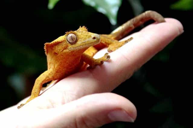 Karim Daoues, manager of The Tropical Farm, shows off a crested gecko on September 6, 2013 in Paris. (Photo by Jacques Demarthon/AFP Photo)