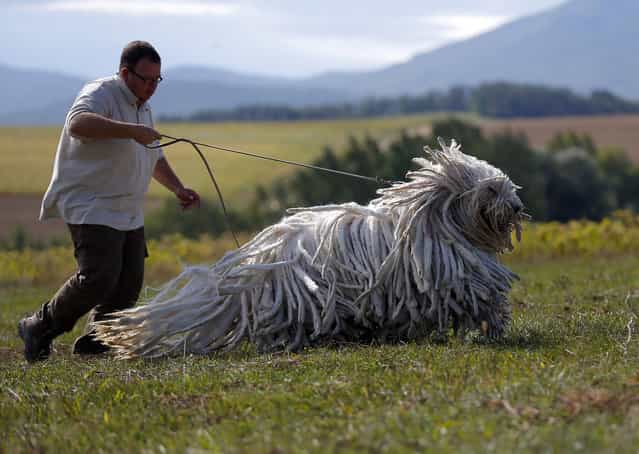 Kennel owner Gabor Korozs walks one of his Komondors, a traditional Hungarian guard dog, in Bodony, 130 km northeast of Budapest September 3, 2013. The kennel has won several awards but makes hardly any money as dogs without pedigrees have displaced pure breeds from the market in recent years. (Photo by aszlo Balogh/Reuters)