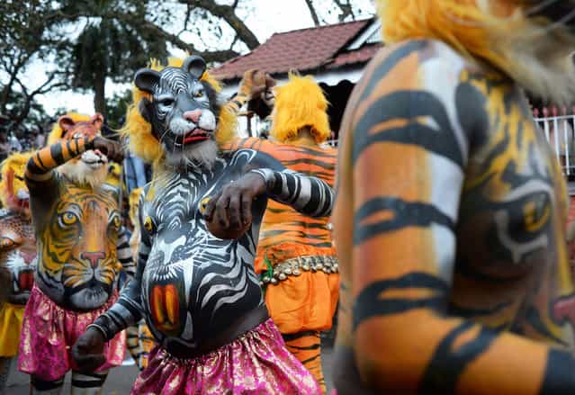 More than 300 mainly pot-bellied men painted as leopards and tigers roamed the streets of Thrissur in the southern Indian state of Kerala performing the [Puli Kali], or cat play on 19th September 2013, the 4th day of Onam, an annual harvest festival. The traditional art form enacts scenes that revolve around the theme of tiger hunting. Performing troops are usually on the lookout for fat performers as the tigers and leopards are easier to draw on big bellies. (Photo by Raj Nadarajan)