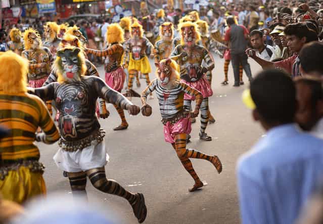 More than 300 mainly pot-bellied men painted as leopards and tigers roamed the streets of Thrissur in the southern Indian state of Kerala performing the "Puli Kali", or cat play on 19th September 2013, the 4th day of Onam, an annual harvest festival.
The traditional art form enacts scenes that revolve around the theme of tiger hunting. Performing troops are usually on the lookout for fat performers as the tigers and leopards are easier to draw on big bellies.