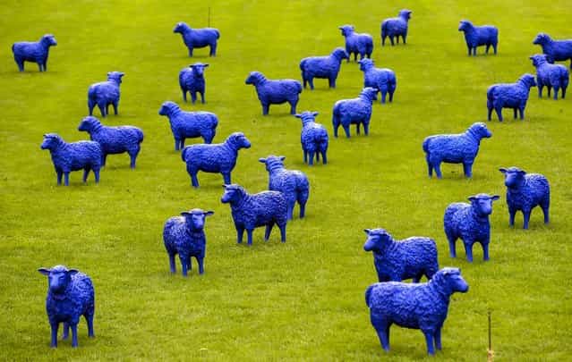 The art project [Blue Peace Flock] by artists Rainer Bonk and Bertamaria Reetz is on display in Hamburg-Wilhelmsburg, on September 20, 2013. The installation of 100 blue sheep sculptures symbolizing that everyone is equal and everybody is important. (Photo by Fabian Bimmer/Reuters)