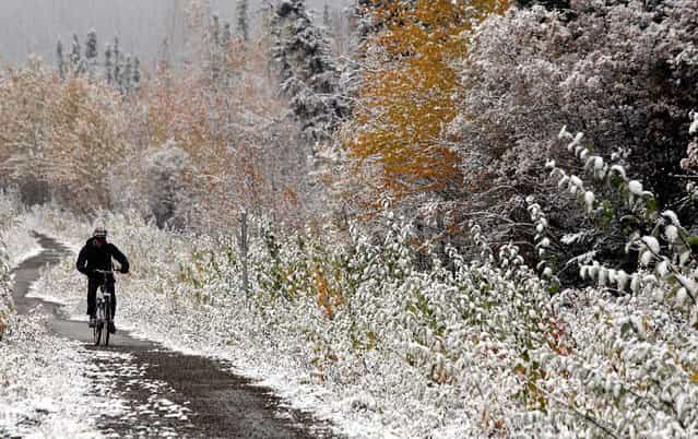 A bicyclist rides along the Sheep Creek Road bike trail as the first snow of the season continues to fall around Fairbanks, Alaska, on September 18, 2013. (Photo by Eric Engman/Fairbanks Daily News-Miner)