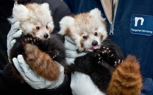 The Nuremberg Zoo in Germany on Friday released the first photos of a couple adorable red panda cubs born July 6, 2013, and boy are they ever cute. (Photo by Daniel Karmann/AFP Photo/DPA)