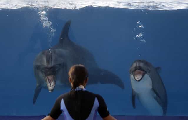 In this Wednesday, September 18, 2013 photo, two dolphins perform in a tank at Okichan Theater of the Okinawa Churaumi Aquarium in Motobu, on the southern island of Okinawa, Japan. Okinawa is Japan's southernmost prefecture and more than 300,000 foreign tourists visit to Okinawa every year. (Photo by Eugene Hoshiko/AP Photo)