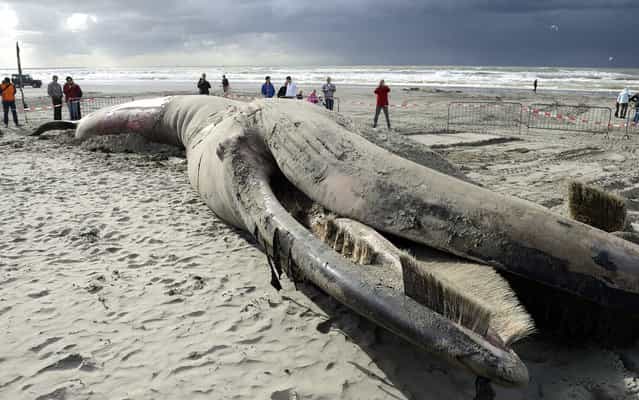 Viewers surround the carcass of a dead fin whale on the beach of Gravenzande, The Netherlands, on September 16, 2013. The six metre long whale was already dead when it stranded and was found on 15 September. (Photo by Lex Van Lieshout/AFP Photo)