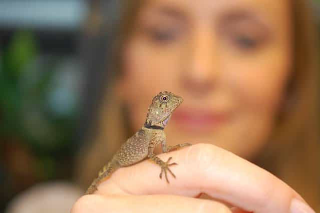 Chester Zoo undated handout photo of Keeper Ruth Smith with a rare baby Bell's anglehead lizard (Gonocephalus bellii) that has hatched at the Zoo and is believed to be the first ever be bred in the UK, September 18, 2013. (Photo by Matt Cook/Chester Zoo/PA Wire)