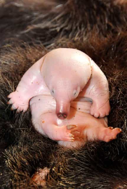 It's a 30-day-old Echidna baby, known as a [puggle] – one of only 24 ever bred in captivity. The proud parents are Tippy and Pickle of Australia Zoo. The tiny baby, whose sex has not yet been identified, hatched from a soft egg and will continue to develop and nurse inside Tippy's warm pouch. (Photo by Australia Zoo/Rex/Sipa Press)