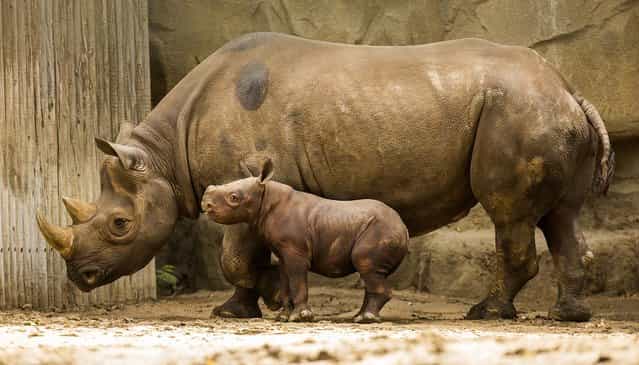 King, a three-week-old rhino calf, makes his public debut at Chicago's Lincoln Park Zoo, on September 17, 2013. King stands next to his first-time mother Kapuki. King weighs 200 pounds, 140 more pounds than he weighed at birth. (Photo by Todd Rosenberg/Associated Press)