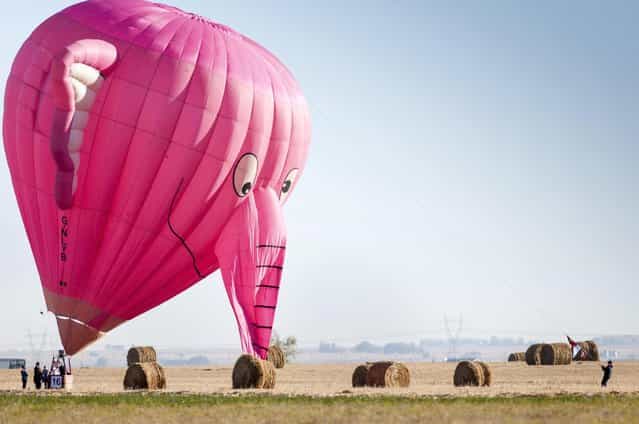 A pink elephant balloon, one of the entries in the Canadian Hot Air Balloon Championships, lands in a field in High River September 27, 2013. The event is a qualifier for the World Hot Air Balloon Championships in Sao Paulo in 2014. (Photo by Mike Sturk/Reuters)