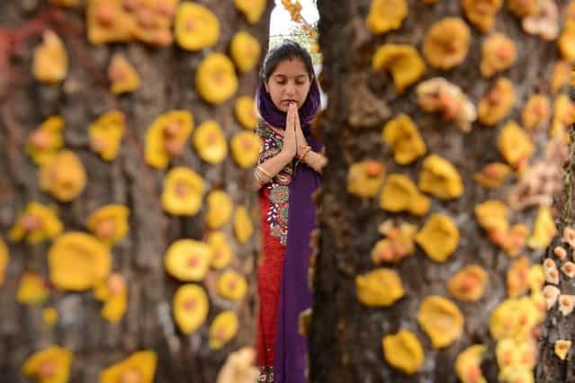 An Indian Hindu devotee prays in front of a ber tree, on the occasion of Maha Laxmi Vrat outside a Shiv Temple in Amritsar, on September 28, 2013. (Photo by Reuters)