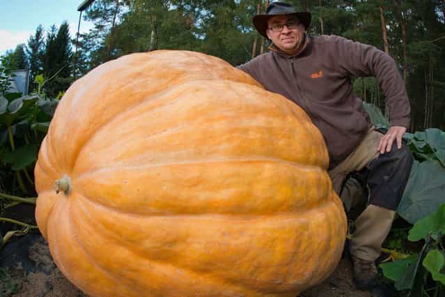 Pumpkin grower Oliver Langheim poses with his 320 kilogram giant pumpkin in his garden in Fuerstenwalde, eastern Germany, on September 21, 2013. According to hobby gardener Langheim, his giant pumpkin gains a weight of four to five kilograms a day. (Photo by Patrick Pleul/AFP Photo)