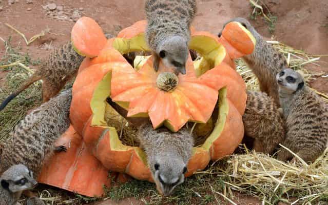 Meerkats inspect a pumpkin carved in Halloween design and filled with flour worms and straw at the Zoo in Leipzig, eastern Germany, on September 25, 2013. Suited to the upcoming Halloween holiday, the animals’ enclosure is decorated with pumpkins and delights meerkats and visitors. (Photo by Waltraud Grubitzsch/AFP Photo/DPA)