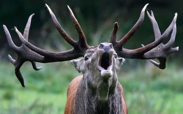 A stag roars in its enclosure at Wildpark Eekholt in Grossenaspe on September 27, 2013 as the mating season for deer has begun. (Photo by Axel Heimken/AFP Photo/DPA)
