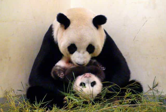 This undated handout photograph released by the Taipei City Zoo on September 26, 2013 shows giant panda Yuan Yuan holding her baby panda, Yuan Zai, at the Taipei City Zoo. The cub, the first panda born in Taiwan, was delivered on July 7 following a series of artificial insemination sessions after her parents – Yuan Yuan and her partner Tuan Tuan – failed to conceive naturally. (Photo by AFP Photo/Taipei City Zoo)