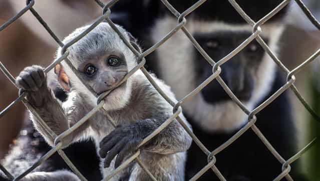 This September 26, 2013, photo shows a baby black-and-white colobus monkey with its mother Kianga at the Santa Ana Zoo at Prentice Park in Santa Ana, Calif. The monkey was born September 1 and is currently teething. (Photo by Bruce Chambers/AP Photo/The Orange County Register)