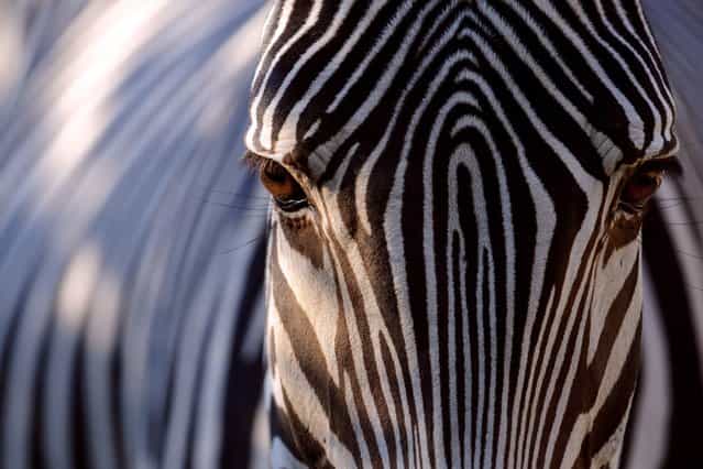 A grevy zebra looks on in its pen at the zoo of Mulhouse, eastern France, on September 23, 2013. (Photo by Sebastien Bozon/Agence France-Presse)