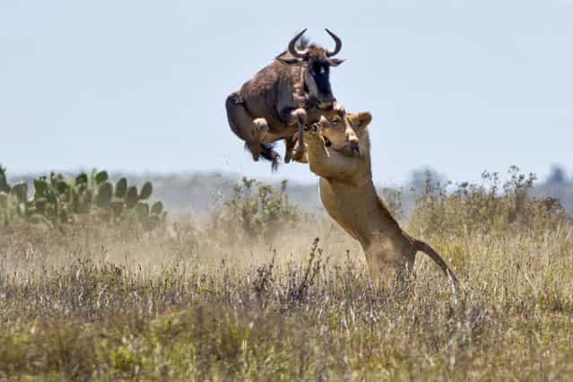 An incredible shot of a buffalo leaping over two metresin the air to try and escape a lion's grasp, on September 26, 2013. (Photo by Jacques Matthysen/Caters News/The Grosby Group)