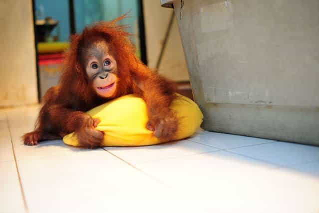 A six month-old baby Orangutan is seen in a nursery room at the Taman Safari zoo of Cisarua, West Java, Indonesia, on September 24, 2013. (Photo by Caters News)