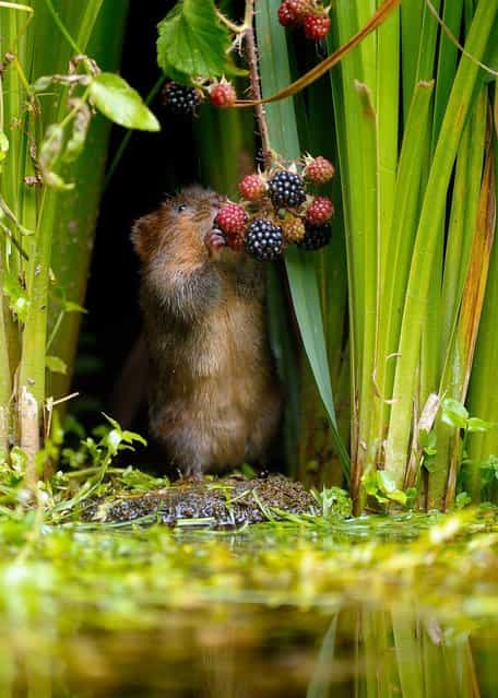 A tiny water vole pulls off a berry from a plant for his dinner, on September 23, 2013. (Photo by Caters News)