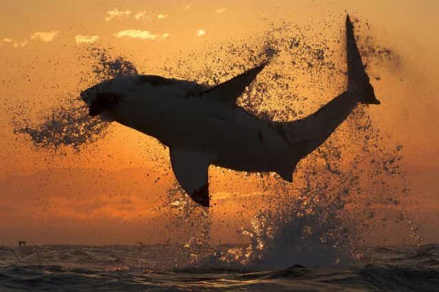 An incredible shot of a Great White shark leaping from the ocean to catch a seal at Seal Island, False Bay, South Africa, on September 23, 2013. (Photo by Caters News)