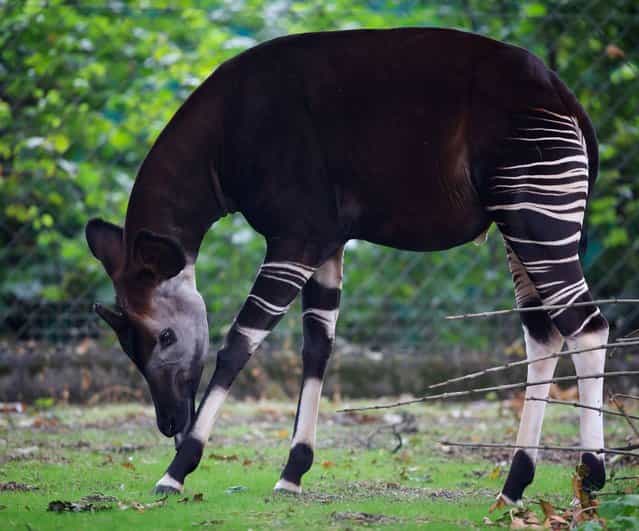 Dublin Zoo is delighted to announce the addition of two male okapis to the Dublin Zoo family. Kamba aged 14 and Kitabu aged 6, arrived from Rotterdam Zoo this month and are the first okapis in Ireland. (Photo by Patrick Bolger)