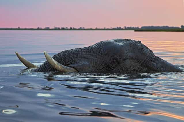 The huge bull elephant is not phased by the river blocking its path. Just its giant white tusks and trunk can be seen as it paddles for ten minutes under the slow-flowing river. Nature photographer Vincent Grafhorst travelled to the Chobe River, Botswana, to capture the special moment. (Photo by Vincent Grafhorst/Solent News & Photo Agency)