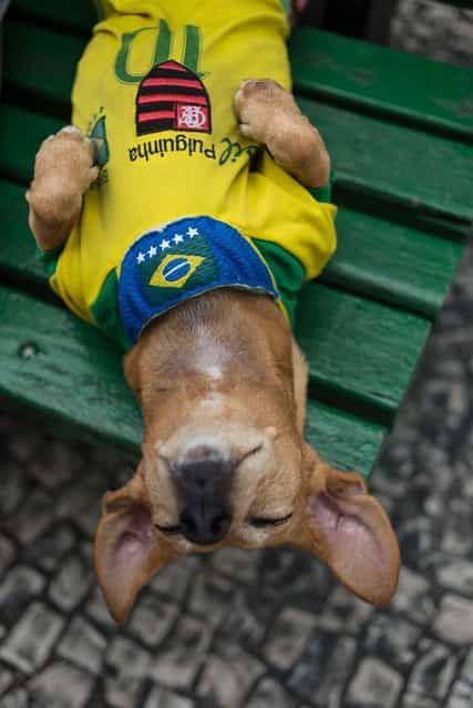 Eight-year-old female dog Pulguinha sleeps with the Brazilian football team jersey on a bench in Rio de Janeiro, on September 28, 2013. (Photo by Yoshi Chiba/AFP Photo)