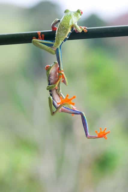 This amazing picture captures the moment two frogs work together to get up a tree, on September 28, 2013. (Photo by Caters News)