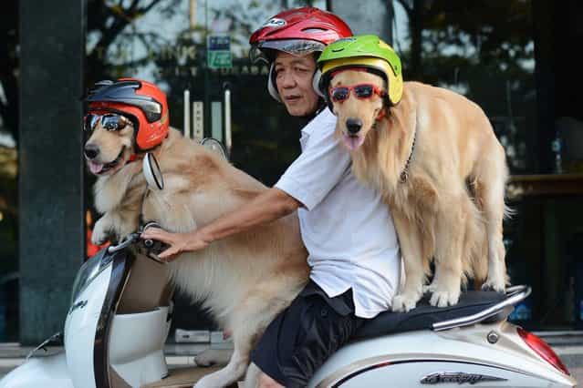 The real hairy bikers: Handoko ride his scooter with his dogs Ace and Armani in East Java, Indonesia, on September 27, 2013. (Photo by Caters News)