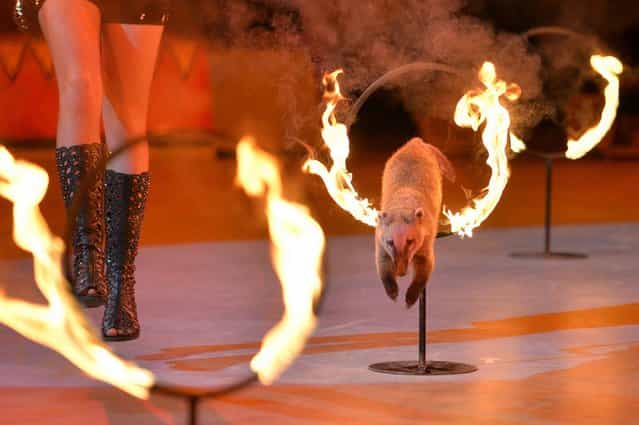 A coati jumps through burning hoops during a show called the Caravan of Wonders at the National Circus in Kiev, on September 21, 2013. (Photo by Sergei Supinsky/AFP Photo)