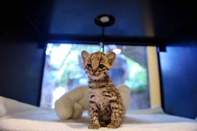 A tiger cub named Santana peers out from its box at a Zoo in Mulhouse, France on September 23, 2013. (Photo by Sebastien Bozon/AFP Photo)