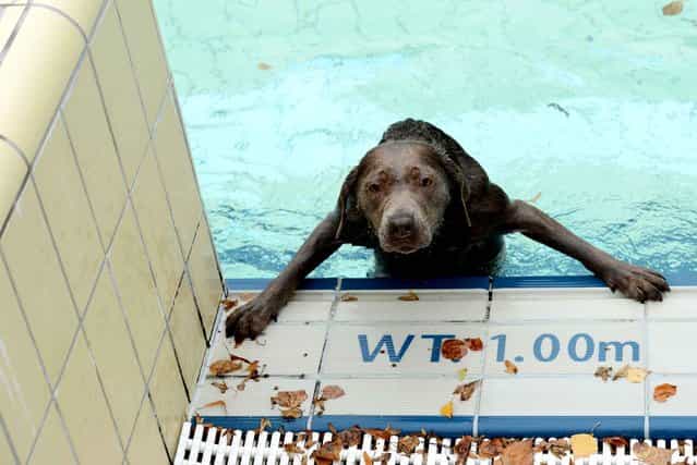 A dog looks out of a public swimming pool in Bamberg, southern Germany on September 21, 2013. The public swimmingpool opened exclusively for animals for a day. (Photo by David Ebner/AFP Photo/DPA)