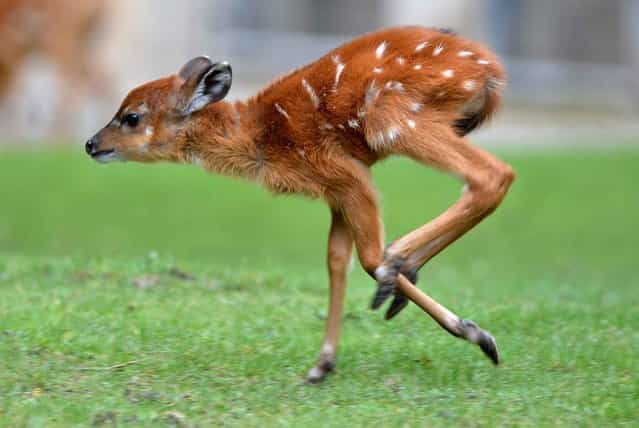 A very young Sitatunga (Tragelaphus spekii) raging from the first time in his enclosure at the Berlin Zoo, on September 25, 2013. (Photo by Bernd Von Jutrczenka/AFP Photo/DPA)