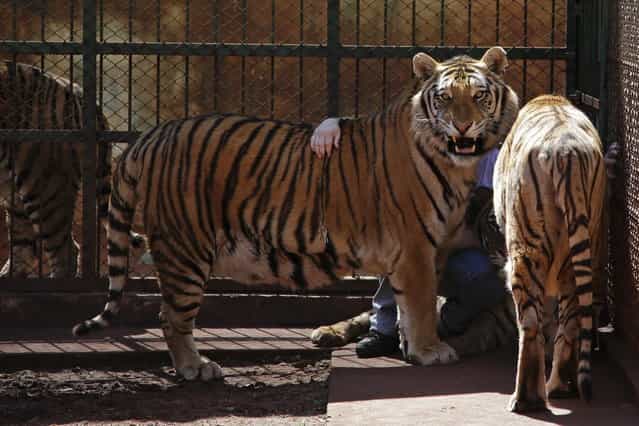 Ary Borges sits behind his tigers inside a cage at his home's backyard in Maringa, Brazil, Thursday, September 26, 2013. Borges says it all started in 2005 when he first rescued two abused tigers from a traveling circus. He defends his right to breed the animals and says he gives them a better home than they might find elsewhere in Brazil. (Photo by Renata Brito/AP Photo)