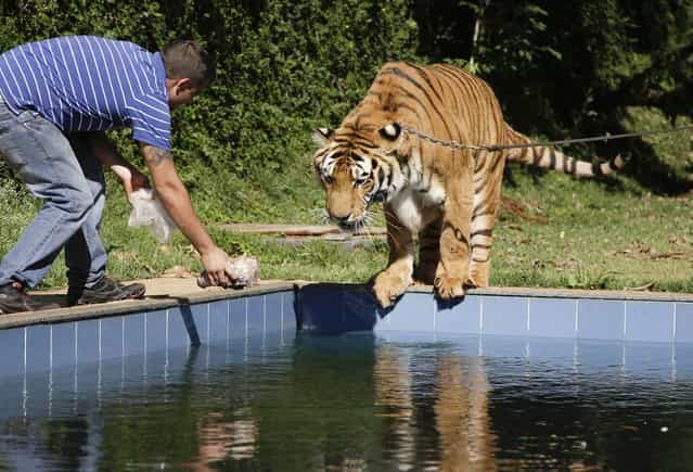 A tiger handler holds out a piece of meat for a tiger named Tom over a swimming pool in the backyard Tom's caretaker Ary Borges in Maringa, Brazil, Thursday, September 26, 2013. To date, they've had no problems with Borges' animals attacking anyone or getting loose. (Photo by Renata Brito/AP Photo)