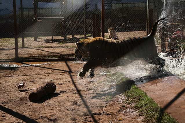 A tiger leaps out of a pool inside a cage in the backyard of its caretaker Ary Borges in Maringa, Brazil, Thursday, September 26, 2013. Ibama, Brazil's environmental protection agency that also oversees wildlife, is working through courts to force Borges to have the male tigers undergo vasectomies so they cannot reproduce, confiscate his caretaker license and obtain the cats. Borges appealed and the matter is pending before a federal court. (Photo by Renata Brito/AP Photo)