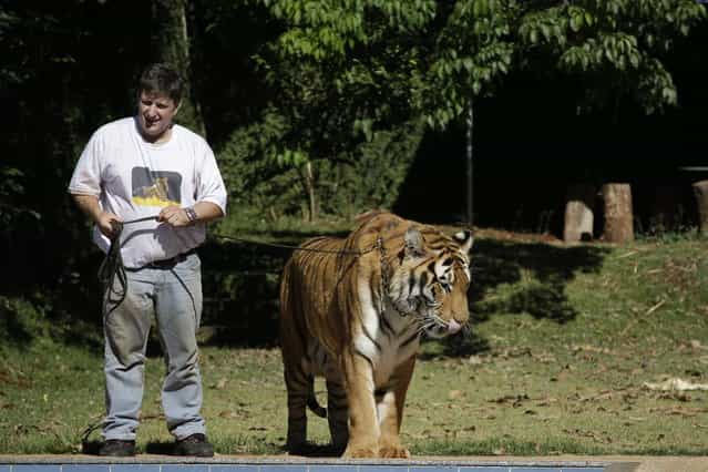 Ary Borges stands with his tiger Tom on a leash in his backyard in Maringa, Brazil, Thursday, September 26, 2013. The Borges family is now locked in a legal dispute for the cats, with federal wildlife officials working to take the animals away. While Borges does have a license to raise the animals, Brazilian wildlife officials say he illegally bred the tigers, creating a public danger. (Photo by Renata Brito/AP Photo)