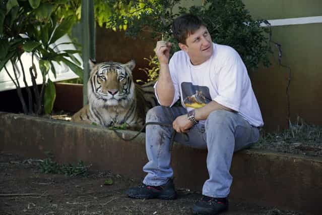 Ary Borges sits with one of his nine tigers in his backyard in Maringa, Brazil, Thursday, September 26, 2013. Borges says it all started in 2005 when he first rescued two abused tigers from a traveling circus. He defends his right to breed the animals and says he gives them a better home than they might find elsewhere in Brazil. (Photo by Renata Brito/AP Photo)