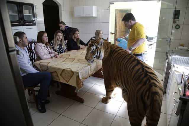 Wevellyn Antunes Rocha, from left to right, Maria Deusaunira Borges, Uyara Borges, Nayara Borges (back), Daniella Klipe, Gisele Candido, and Ary Borges gather at the breakfast table with tiger Tom, in Maringa, Brazil, Friday, September 27, 2013. Ary Borges, who cares for Tom, eight other tigers and two lionesses, is in a legal battle with federal wildlife officials to keep his endangered animals from undergoing vasectomies and being taken away from him. (Photo by Renata Brito/AP Photo)