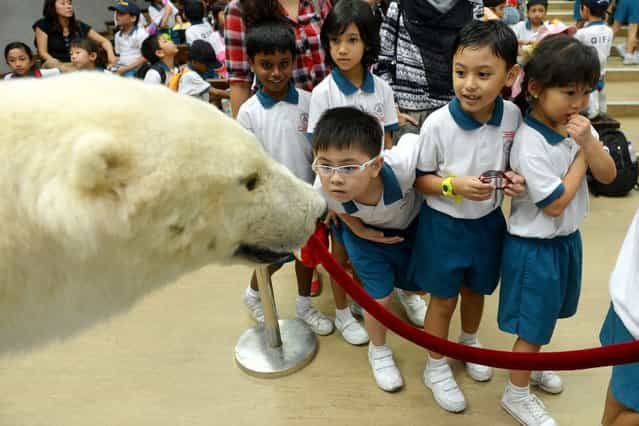 Primary 1 students from Qifa Primary School looking at Sheba the polar bear, which has been stuffed and and is now used for education talks for students visiting the Singapore Zoo, on October 1, 2013. (Photo by Caroline Chia)