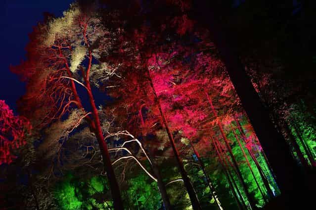 Faskally Wood is illuminated at the launch of the annual [Enchanted Forest] sound and light show, near Pitlochry, Scotland, on October 2, 2013. (Photo by Russell Cheyne/Reuters)