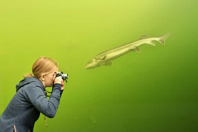 A girl takes a photo of a fish through the transpaent walls of a tunnel in a lake in Madra, 70 km southeast from Brno, South Moravia, Czech Republic on September 30, 2013. The tunnel, which is located at a depth of three meters, measuring eight meters in length from which one can observe sturgeon, carp, catfish, perch, tench, eell and trout. (Photo by Radek Mica/AFP Photo)