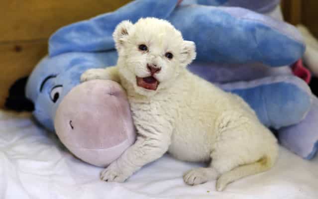 An eight-day-old white lion cub plays with a soft toy donkey at Belgrade's [Good hope garden] Zoo, October 4, 2013. The female white lion cub, still unnamed, was born eight days ago to parents Masha and Wambo. A male was also born but died. Belgrade zoo has a total of 11 white lions, which are extinct in the wild and are found only in zoos and reservations. It is estimated that there are around 500 living in captivity around the world. (Photo by Marko Djurica/Reuters)
