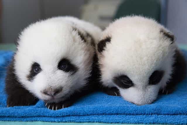 Two male giant panda cubs are shown in this handout provided by The Atlanta Zoo in Atlanta, Georgia, October 3, 2013. The Zoo is giving members of the public a chance to vote on a pair of names for the baby giant pandas born there in July. Five sets of names were released on Thursday for voters to choose from for the male cubs. (Photo by Adam K.Thompson/Reuters/Atlanta Zoo)