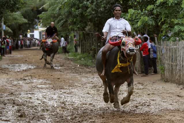 Men ride on buffaloes during the annual buffalo-racing ceremony at Virhear Sour village in Kandal province, 30 km (19 miles) southeast of Phnom Penh October 4, 2013. The ceremony, which started more than 70 years ago, is held to honour the Neakta Preah Srok pagoda spirit. It also marks the end of the Festival of Pchum Ben, which runs from September 20 to October 4. After the ceremony, the buffaloes are sold to the highest bidder. (Photo by Samrang Pring/Reuters)