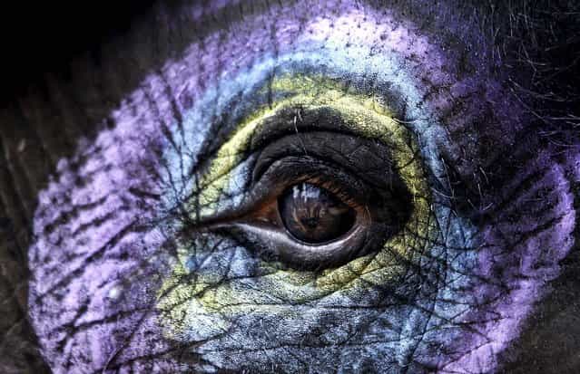 A decorated elephant stands at the Nandankanan Zoological park on the outskirts of the eastern Indian city of Bhubaneswar, on October 4, 2013. Wild life week is celebrated in India from October 2 to 8. (Photo by Biswaranjan Rout/Associated Press)