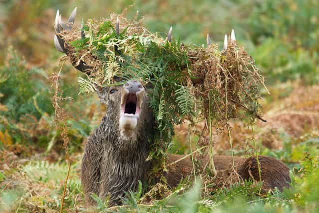 This mighty stag proves he's truly king of the forest with a crown of leaves. (Photo by Geg Morgan/Solent News & Photo Agency)